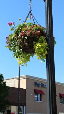 Flowers and Landscaping Photo