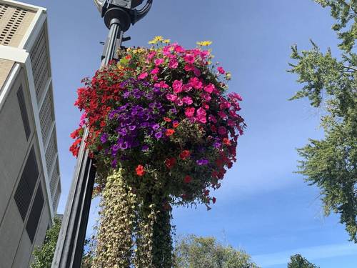 Flowers and Landscaping