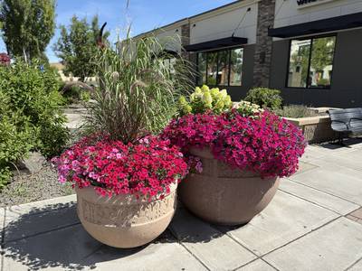 Flowers and Landscaping Photo