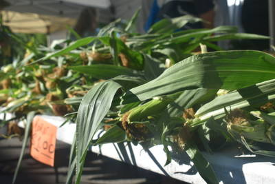 Farmers Market Photo