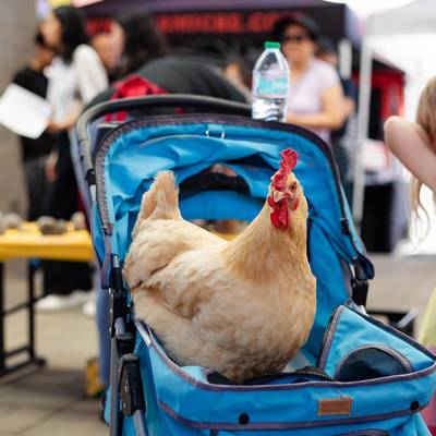 Farmers Market Photo